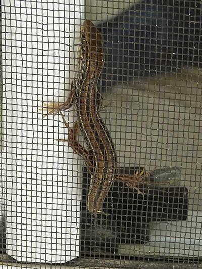 The visitor